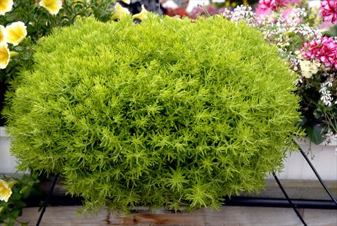 photo of flower to be used as: Pot and bedding Sedum Lemon Ball