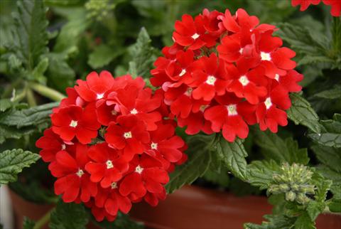 photo of flower to be used as: Pot, patio, basket Verbena Star Dreams Red