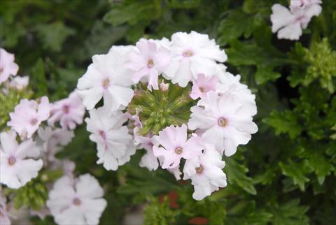photo of flower to be used as: Bedding pot or basket Verbena Velox Soft Pink
