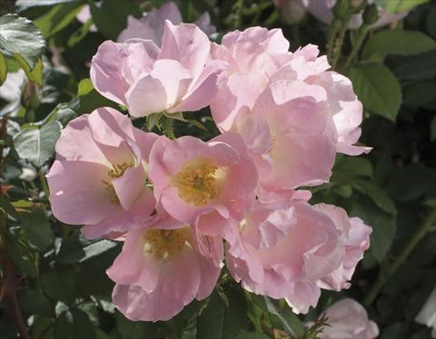 photo of flower to be used as: Pot and bedding Rosa paesaggistica Alaska®