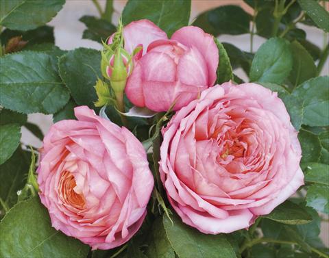 photo of flower to be used as: Pot and bedding Rosa paesaggistica Candia® Romantica®