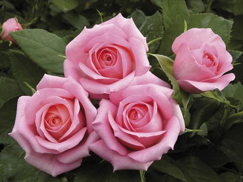 photo of flower to be used as: Pot and bedding Rosa paesaggistica Candy Meillandina® Plus