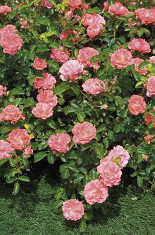 photo of flower to be used as: Pot and bedding Rosa floribunda Coral Drift