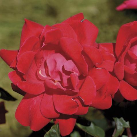 photo of flower to be used as: Pot and bedding Rosa paesaggistica Double Knock Out®