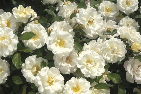 photo of flower to be used as: Pot and bedding Rosa paesaggistica Ivory Drift®