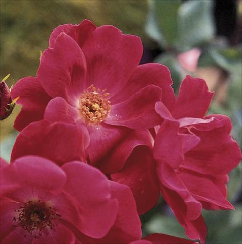 photo of flower to be used as: Pot and bedding Rosa paesaggistica Knock Out®