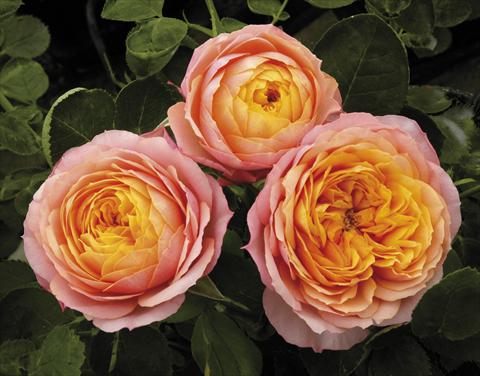 photo of flower to be used as: Pot and bedding Rosa paesaggistica Mango® Romantica®
