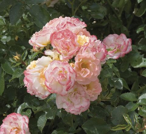 photo of flower to be used as: Pot and bedding Rosa paesaggistica Peach Compact Meidiland®