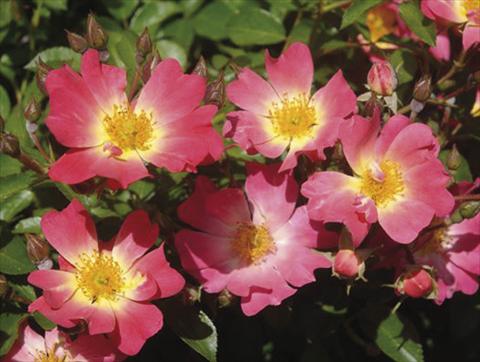 photo of flower to be used as: Pot and bedding Rosa paesaggistica Pink Drift®