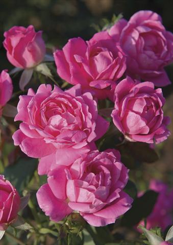 photo of flower to be used as: Pot and bedding Rosa paesaggistica Pink Double Knock Out®