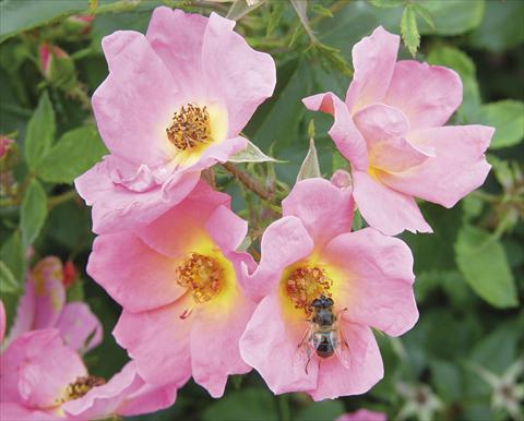 photo of flower to be used as: Pot and bedding Rosa paesaggistica Rainbow Knock Out®