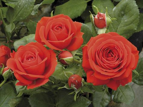 photo of flower to be used as: Pot and bedding Rosa paesaggistica Red Meillandina® Plus