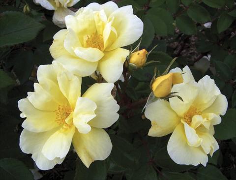 photo of flower to be used as: Pot and bedding Rosa paesaggistica Sunny Knock Out®