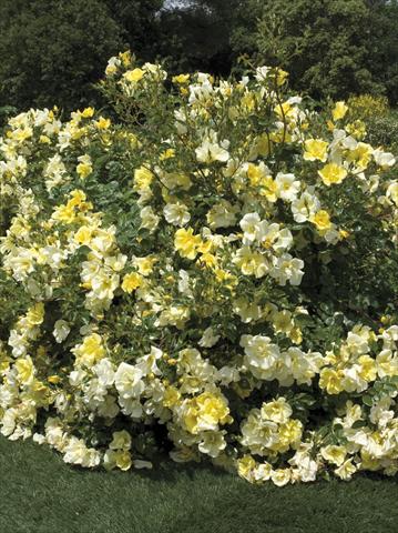 photo of flower to be used as: Pot and bedding Rosa paesaggistica Yellow Meidiland®