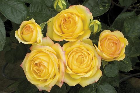 photo of flower to be used as: Pot and bedding Rosa paesaggistica Yellow Meillandina® Plus
