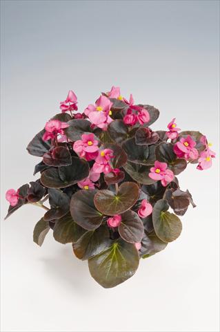 photo of flower to be used as: Pot and bedding Begonia semperflorens Cocktail® Tequila