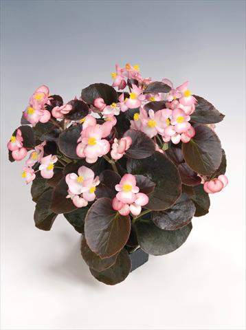 photo of flower to be used as: Pot and bedding Begonia semperflorens Nightlife Blush