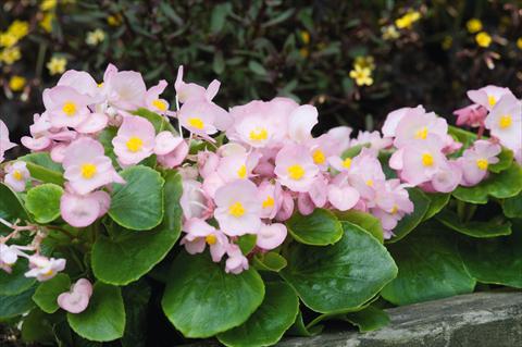 photo of flower to be used as: Pot and bedding Begonia semperflorens Sprint Appleblossom