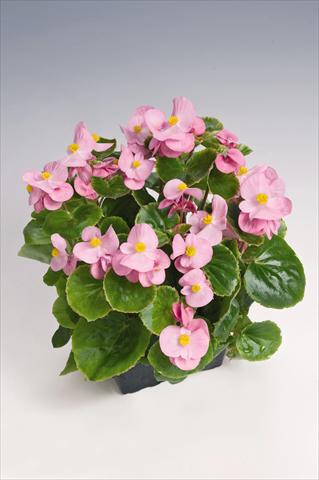 photo of flower to be used as: Pot and bedding Begonia semperflorens Super Olympia® Pink Improved
