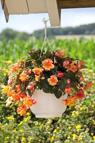 photo of flower to be used as: Pot, patio, basket Begonia tuberhybrida Illumination® Golden Picotee