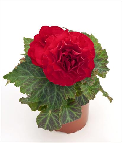 photo of flower to be used as: Pot, bedding, patio Begonia tuberhybrida New Star® Red