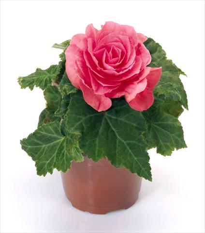 photo of flower to be used as: Pot, bedding, patio Begonia tuberhybrida New Star® Rose