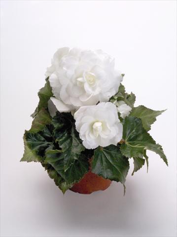 photo of flower to be used as: Pot, bedding, patio Begonia tuberhybrida New Star® White