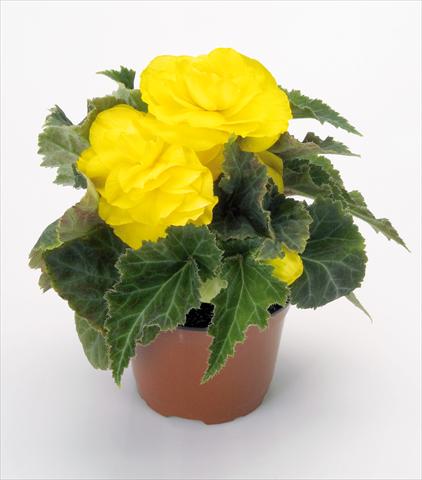 photo of flower to be used as: Pot, bedding, patio Begonia tuberhybrida New Star® Yellow