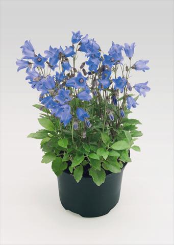 photo of flower to be used as: Pot Campanula cochleariifolia Alpine Breeze Blue
