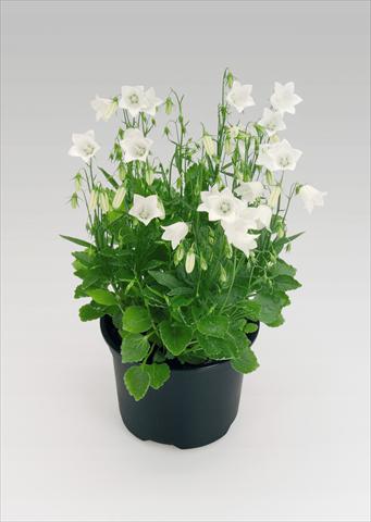 photo of flower to be used as: Pot Campanula cochleariifolia Alpine Breeze White