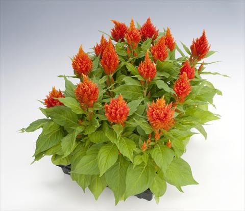 photo of flower to be used as: Pot Celosia plumosa Glorious Orange