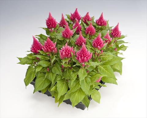 photo of flower to be used as: Pot Celosia plumosa Glorious Pink
