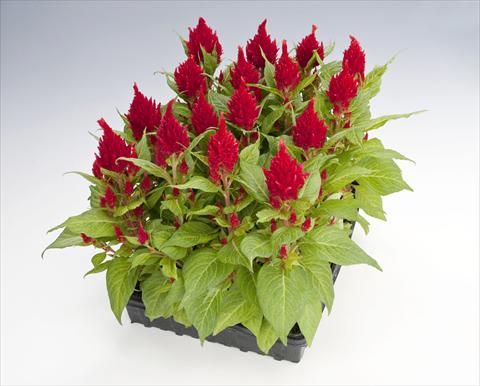 photo of flower to be used as: Pot Celosia plumosa Glorious Red