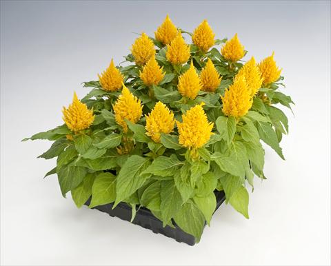 photo of flower to be used as: Pot Celosia plumosa Glorious Yellow