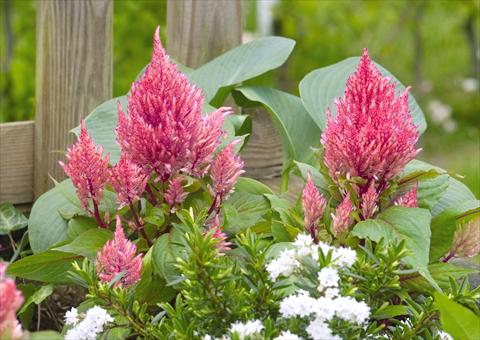 photo of flower to be used as: Pot Celosia plumosa Smart Look Romantica
