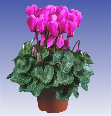 photo of flower to be used as: Pot and bedding Cyclamen persicum Super Serie® Allure® F1 Light Violet