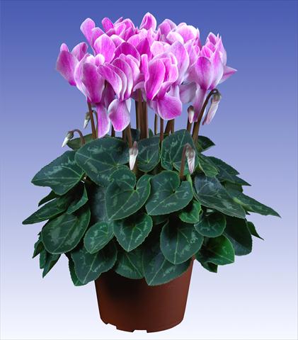photo of flower to be used as: Pot and bedding Cyclamen persicum Super Serie® Allure® F1 Violet Flamed