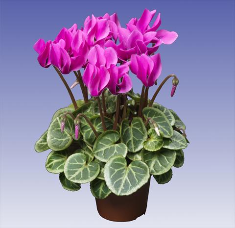 photo of flower to be used as: Pot and bedding Cyclamen persicum Super Serie® Da Vinci® F1 Light Violet