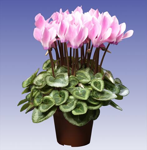 photo of flower to be used as: Pot and bedding Cyclamen persicum Super Serie® Da Vinci® F1 Neon Flamed
