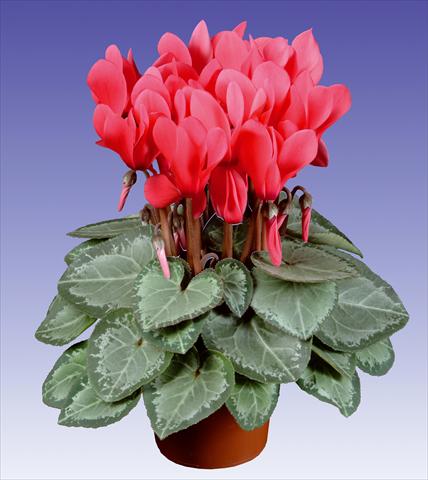photo of flower to be used as: Pot and bedding Cyclamen persicum Super Serie® Michelangelo® F1 Light Salmon Pink