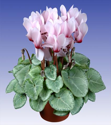 photo of flower to be used as: Pot and bedding Cyclamen persicum Super Serie® Michelangelo® F1 Light with Eye