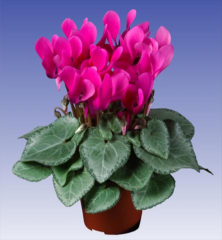 photo of flower to be used as: Pot and bedding Cyclamen persicum Super Serie® Michelangelo® F1 Neon Pink
