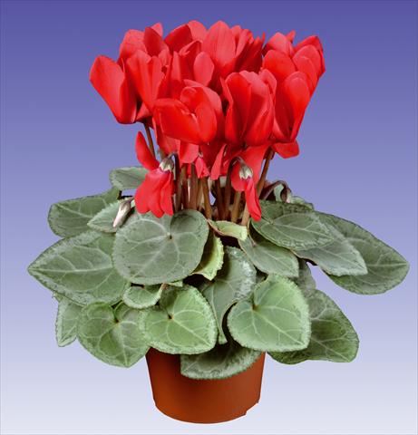 photo of flower to be used as: Pot and bedding Cyclamen persicum Super Serie® Michelangelo® F1 Red