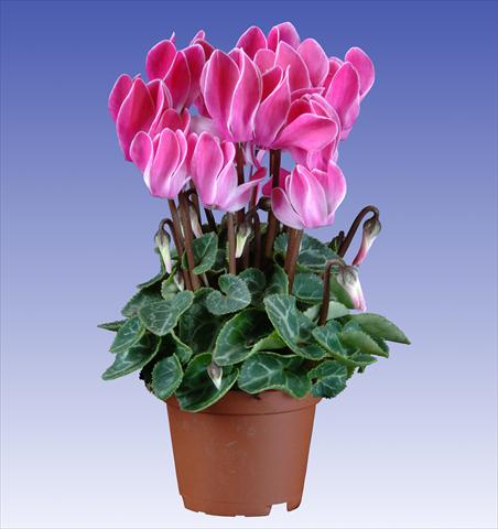 photo of flower to be used as: Pot and bedding Cyclamen persicum Super Serie® Micro® F1 Wine Red Flamed