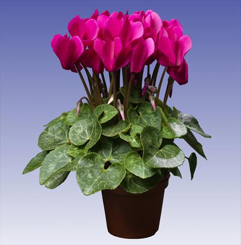 photo of flower to be used as: Pot and bedding Cyclamen persicum Super Serie® Mini Winter™ F1 Deep Dark Violet