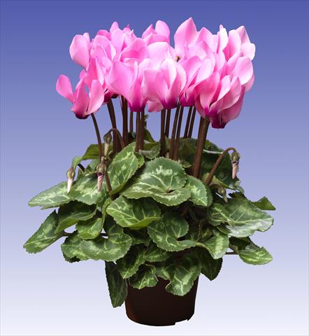 photo of flower to be used as: Pot and bedding Cyclamen persicum Super Serie® Mini Winter™ F1 Light Neon Pink