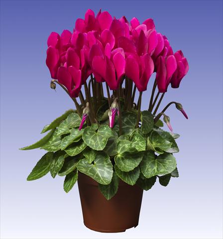 photo of flower to be used as: Pot and bedding Cyclamen persicum Super Serie® Verano® F1 Deep Dark Violet