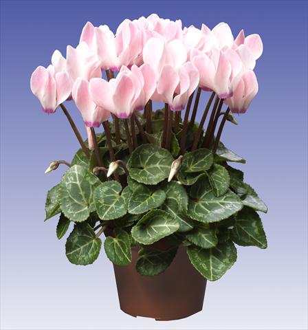 photo of flower to be used as: Pot and bedding Cyclamen persicum Super Serie® Verano® F1 Salmon Flamed