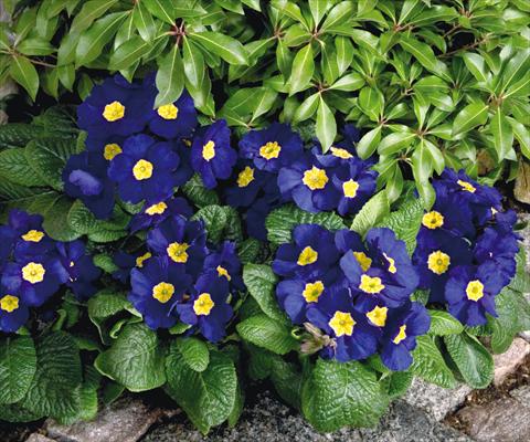 photo of flower to be used as: Pot and bedding Primula elatior Piano Blue