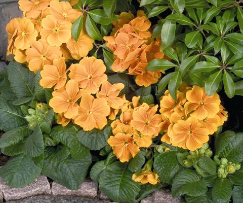 photo of flower to be used as: Pot and bedding Primula elatior Piano Orange